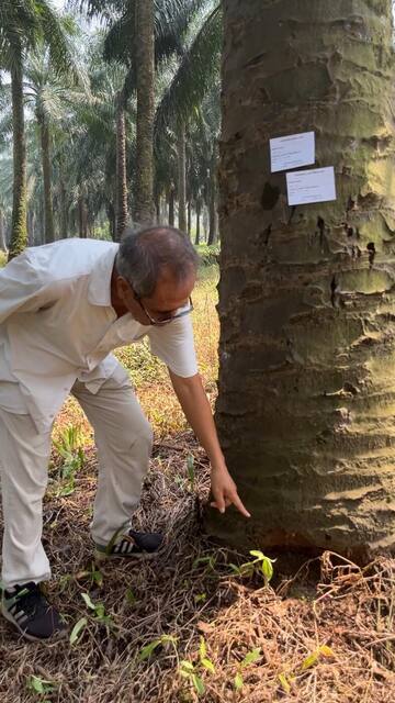 Expert inspects the stem base