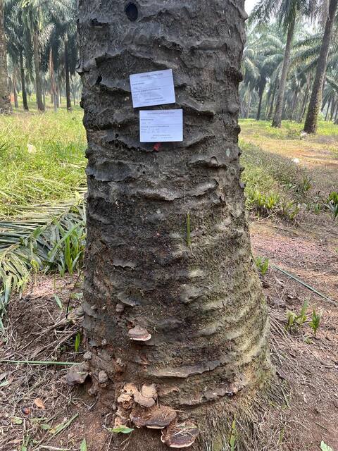 Fruiting bodies at the stem base