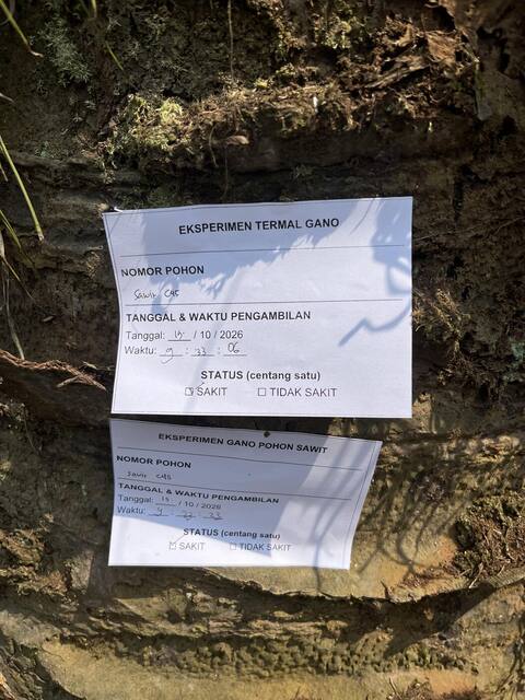 Tagged Palm · Ganoderma Palm