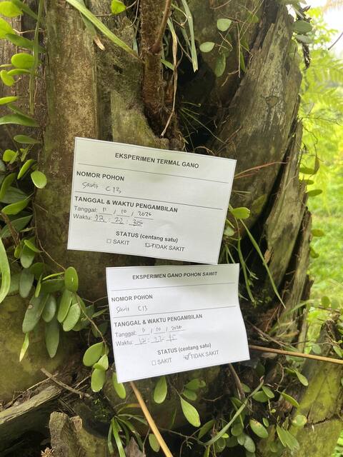 Tagged Palm · 11 Oct · Healthy